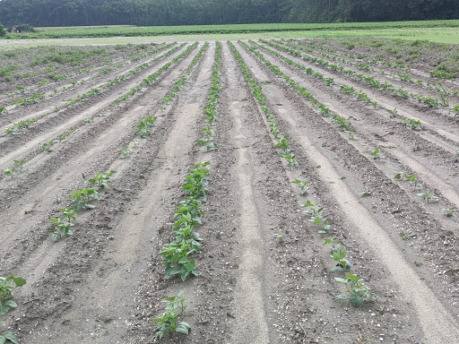 Fruit and Vegetable Store «Henley Farm», reviews and photos, 3513 Charity Neck Rd, Virginia Beach, VA 23456, USA