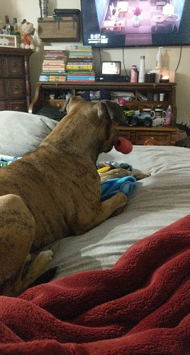 Pet Supply Store «PetSmart», reviews and photos, 865 Colusa Ave, Yuba City, CA 95991, USA