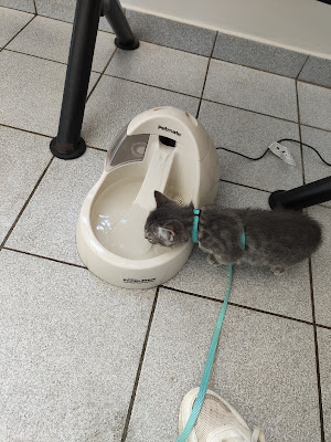 Clinique Veterinaire Recouvrance à Saintes