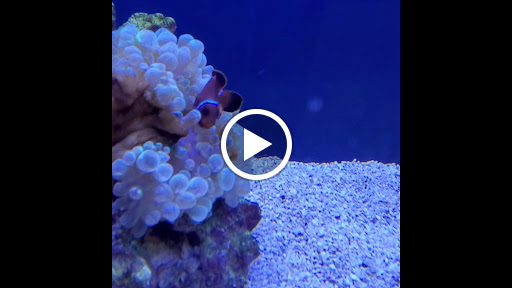 Pet Store «Everything Pet», reviews and photos, 3616 N Fry Rd, Katy, TX 77449, USA