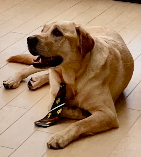 Pet Supply Store «Woof Gang Bakery & Grooming Lake Mary», reviews and photos, 1210 International Pkwy #118, Lake Mary, FL 32746, USA