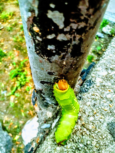 Movie Theater «Linden Boulevard Multiplex Cinemas», reviews and photos, 2784 Linden Blvd, Brooklyn, NY 11208, USA