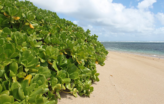 Murphy Beach