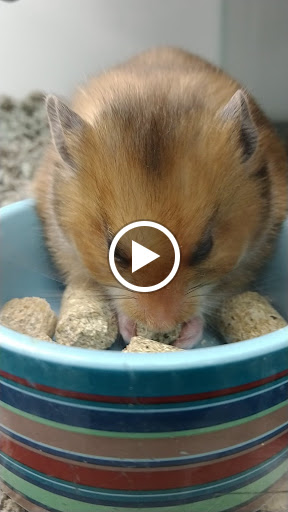 Pet Supply Store «Petco Animal Supplies», reviews and photos, 1450 Twixt Town Rd, Marion, IA 52302, USA