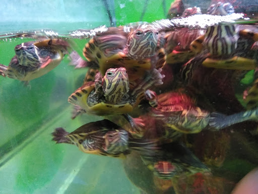 Reptile Store «Reptile Pets Direct», reviews and photos, 8088 Pat Booker Rd, Live Oak, TX 78233, USA