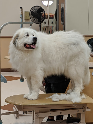 Pet Supply Store «PetSmart», reviews and photos, 555 S Cotton Ln, Goodyear, AZ 85338, USA