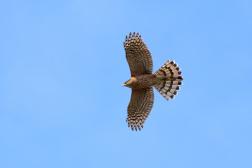 Park «Hugh Ramsey Nature Park», reviews and photos, 1000 TX-499 Loop, Harlingen, TX 78550, USA