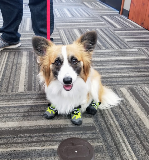 Pet Store «Paws Natural Pet Emporium», reviews and photos, 8551 W Gage Blvd, Kennewick, WA 99336, USA