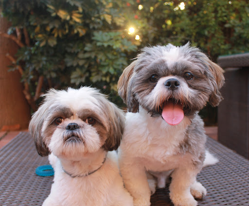 Cilniana Clínica Veterinaria en San Pedro de Alcántara