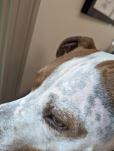 Richardson Animal Hospital image