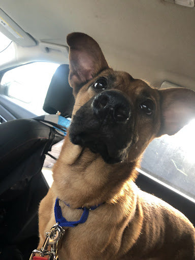 Animal Shelter «South Suburban Humane Society», reviews and photos