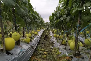 Kebun Melon Sumber Berkah Gunung Steling Balikpapan image