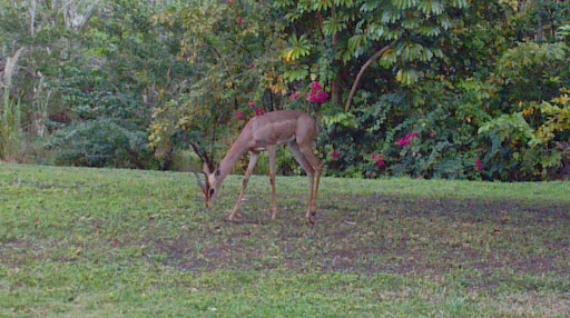 Park «Larry and Penny Thompson Park», reviews and photos, 12451 SW 184th St, Miami, FL 33177, USA
