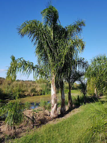 El Pecan vivero (plants nursery) - Canelones