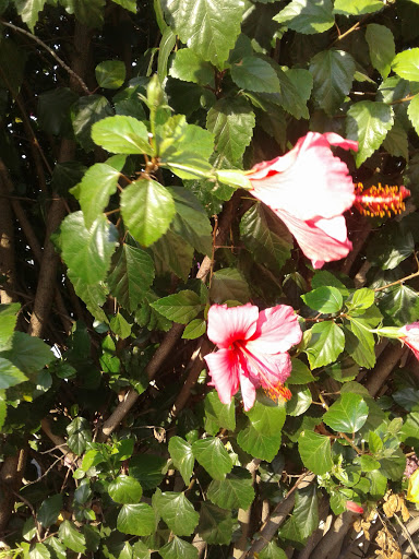 Mexican Restaurant «The Taco Man», reviews and photos, 9617 Central Ave, Montclair, CA 91763, USA