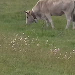 Photo n°5 de l'avis de Ago.a fait le 18/06/2018 à 13:49 sur le  Rifugio di Lago Racollo à Santo Stefano di Sessanio
