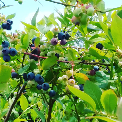 The Powder Blueberry Farm