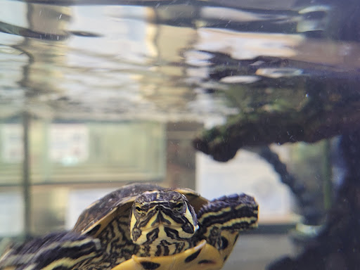 Pet Supply Store «Petco Animal Supplies», reviews and photos, 3424 W Shore Dr, Holland, MI 49424, USA