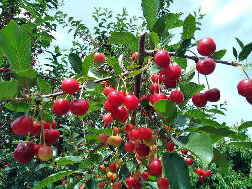 Produce Market «Washington Fruit Place At Barrett Orchards», reviews and photos, 1209 Pecks Canyon Rd, Yakima, WA 98908, USA