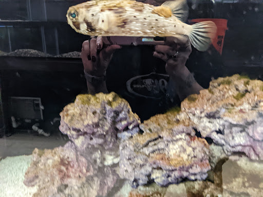 Tropical Fish Store «J B Tropical Fish», reviews and photos, 1950 N Black Horse Pike, Williamstown, NJ 08094, USA