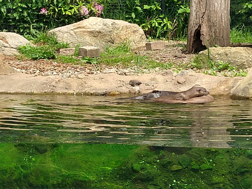 Natural History Museum «Cleveland Museum of Natural History», reviews and photos, 1 Wade Oval Dr, Cleveland, OH 44106, USA