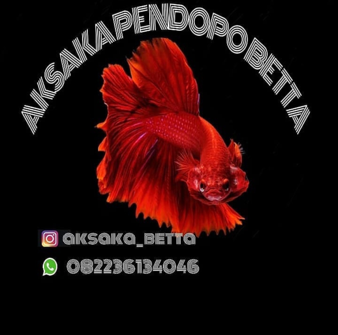 Aksaka Pendopo Betta Photo