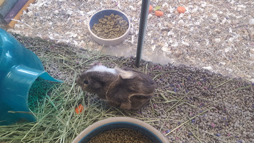 Pet Store «Petland», reviews and photos, 7030 Bandera Rd, San Antonio, TX 78238, USA