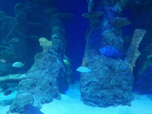 Tropical Fish Store «Concord Aquarium», reviews and photos, 1776 Arnold Industrial Way, Concord, CA 94520, USA