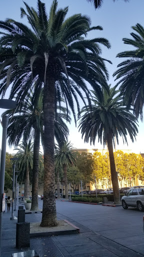 Grocery Store «Safeway Market», reviews and photos, 100 S 2nd St, San Jose, CA 95113, USA