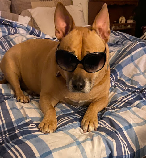 Pet Supply Store «PetSmart», reviews and photos, 11331 Causeway Blvd, Brandon, FL 33511, USA