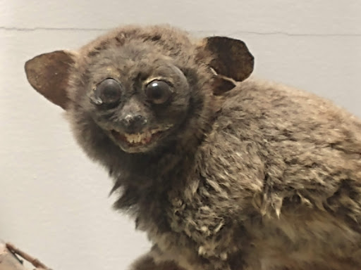 Museum «Peabody Museum of Archaeology and Ethnology», reviews and photos, 11 Divinity Ave, Cambridge, MA 02138, USA