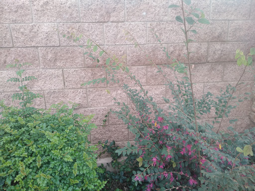 Florist «Secret Garden Florist», reviews and photos, 6076 Lincoln Ave, Cypress, CA 90630, USA