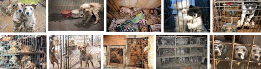 Pet Store «Petland Fairfax», reviews and photos, 9404 Main Street, Fairfax, VA 22031, USA