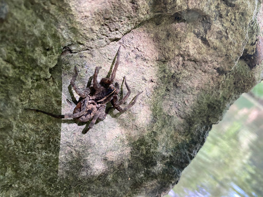 Park «Medina River Natural Area», reviews and photos, 15890 Highway 16 South, San Antonio, TX 78264, USA