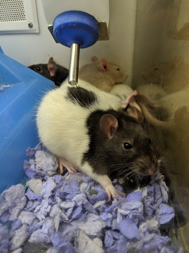 Pet Supply Store «Petco Animal Supplies», reviews and photos, 1930 SW Wanamaker Rd, Topeka, KS 66604, USA