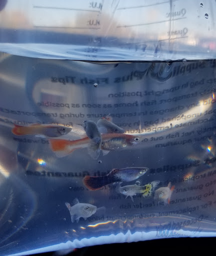 Pet Supply Store «Pet Supplies Plus», reviews and photos, 955 Co Rd E East #100, Vadnais Heights, MN 55127, USA