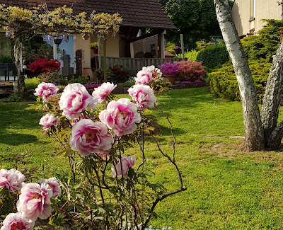 Les Amis Des Fleurs à Le Creusot