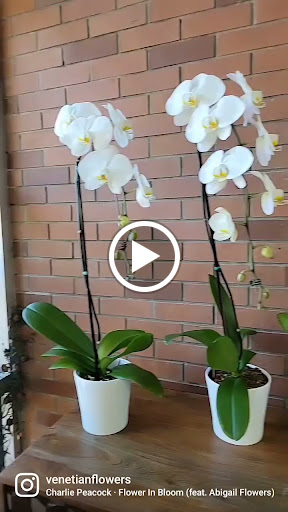 Florist «Venetian Flowers», reviews and photos, 1904 S Tamiami Trail, Venice, FL 34293, USA