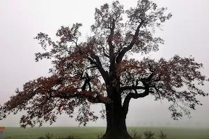 Kalte Eiche Ernsee, historischer Baum unter Naturschutz image