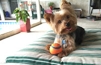 Miami Pet Concierge - Photo 7 - Car repair in , Miami