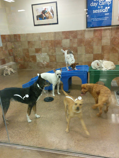 Pet Supply Store «PetSmart», reviews and photos, 1140 W Elliot Rd, Tempe, AZ 85284, USA
