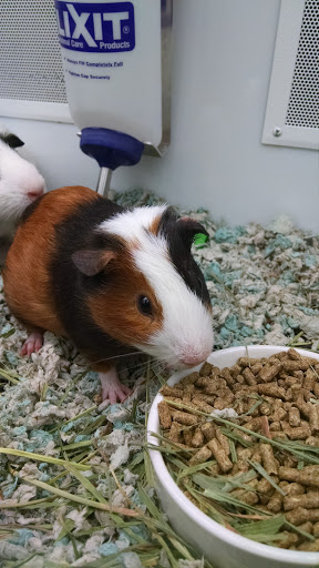 Pet Supply Store «Petco Animal Supplies», reviews and photos, 1007 Ten Rod Rd, North Kingstown, RI 02852, USA