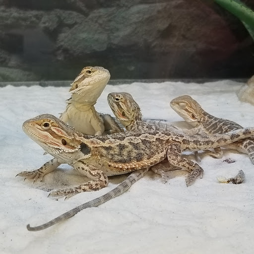 Pet Supply Store «Petco Animal Supplies», reviews and photos, 2365 NW Kings Blvd, Corvallis, OR 97330, USA