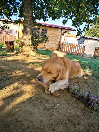Pensioni per cani e dog hotel a L'Hotel di Carlotta - Pensione per gatti e per cani
