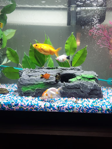 Tikis Tropical Fish image