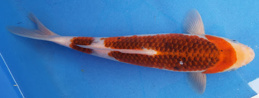 Fish Farm «Kloubec Koi», reviews and photos, 1375 Baxter Ave NW, Amana, IA 52203, USA