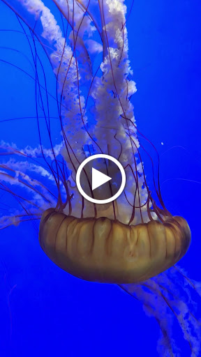 Museum «Museum of Natural and Cultural History», reviews and photos, 1680 E 15th Ave, Eugene, OR 97401, USA