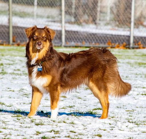 Wynter Thyme Manor • Australian Shepherds & Morgan Horses in Bethany, Connecticut