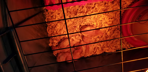 Home Improvement Store «Tractor Supply Co.», reviews and photos, 1161 Broadway, Bangor, ME 04401, USA