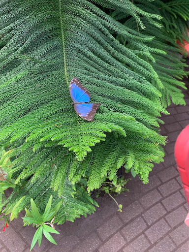 Garden «The Butterfly Place», reviews and photos, 120 Tyngsboro Rd, Westford, MA 01886, USA